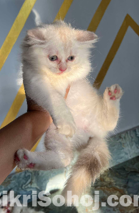 persian female kitten